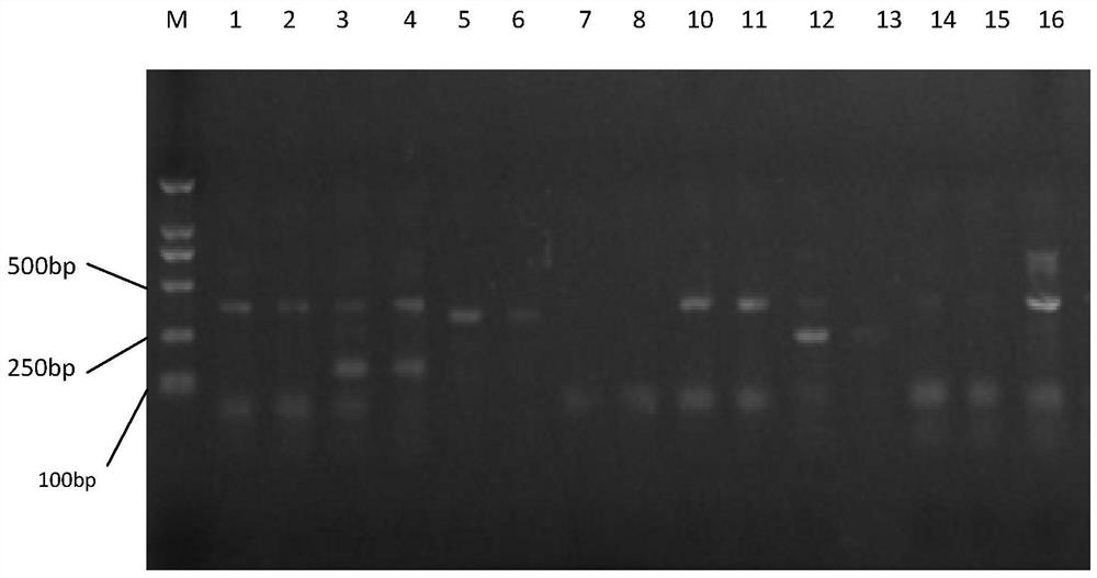 Cypress microsatellite molecular marker combination, primer screening method and its application