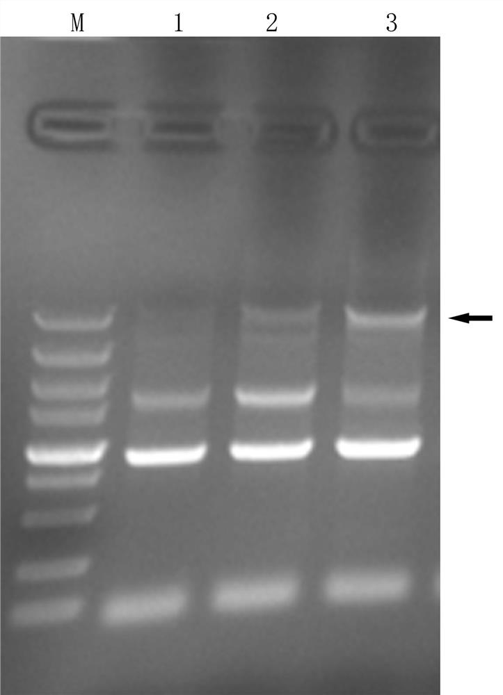 A type 1 bovine viral diarrhea virus-like particle and its preparation and application