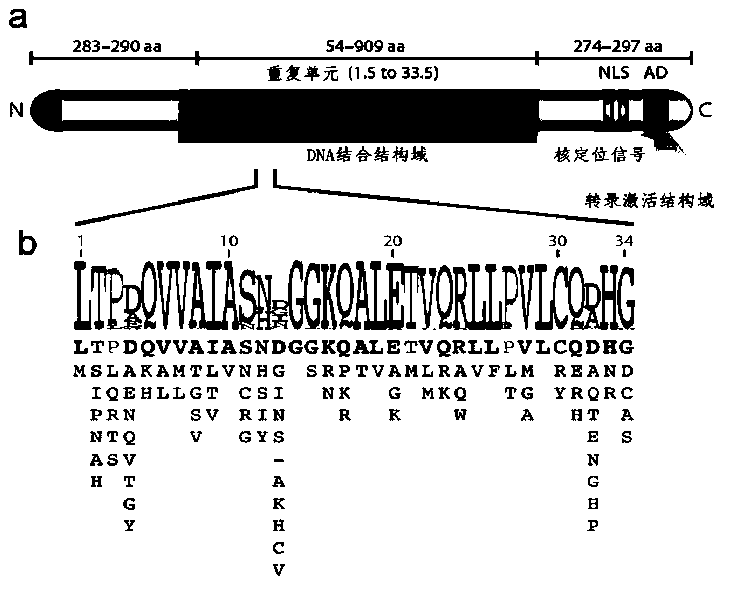 Method for building TALE (transcription activator-like effector) repeated sequences