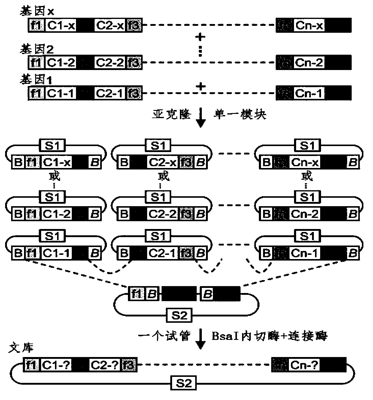 Method for building TALE (transcription activator-like effector) repeated sequences