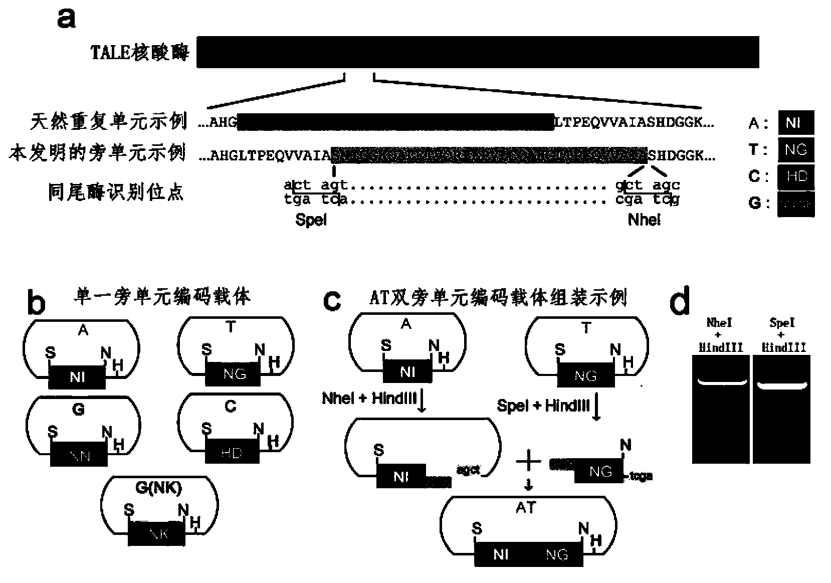 Method for building TALE (transcription activator-like effector) repeated sequences