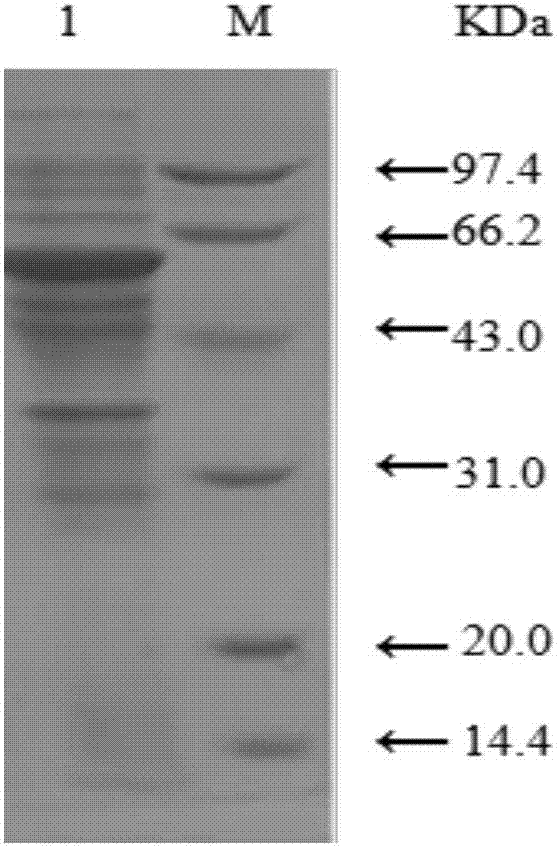 Genetically engineered bacterium for expressing sucrose phosphorylase and application of genetically engineered bacterium