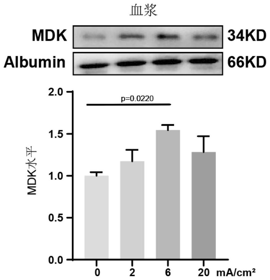 Application of electrical stimulation in regulation and control of MDK in living body