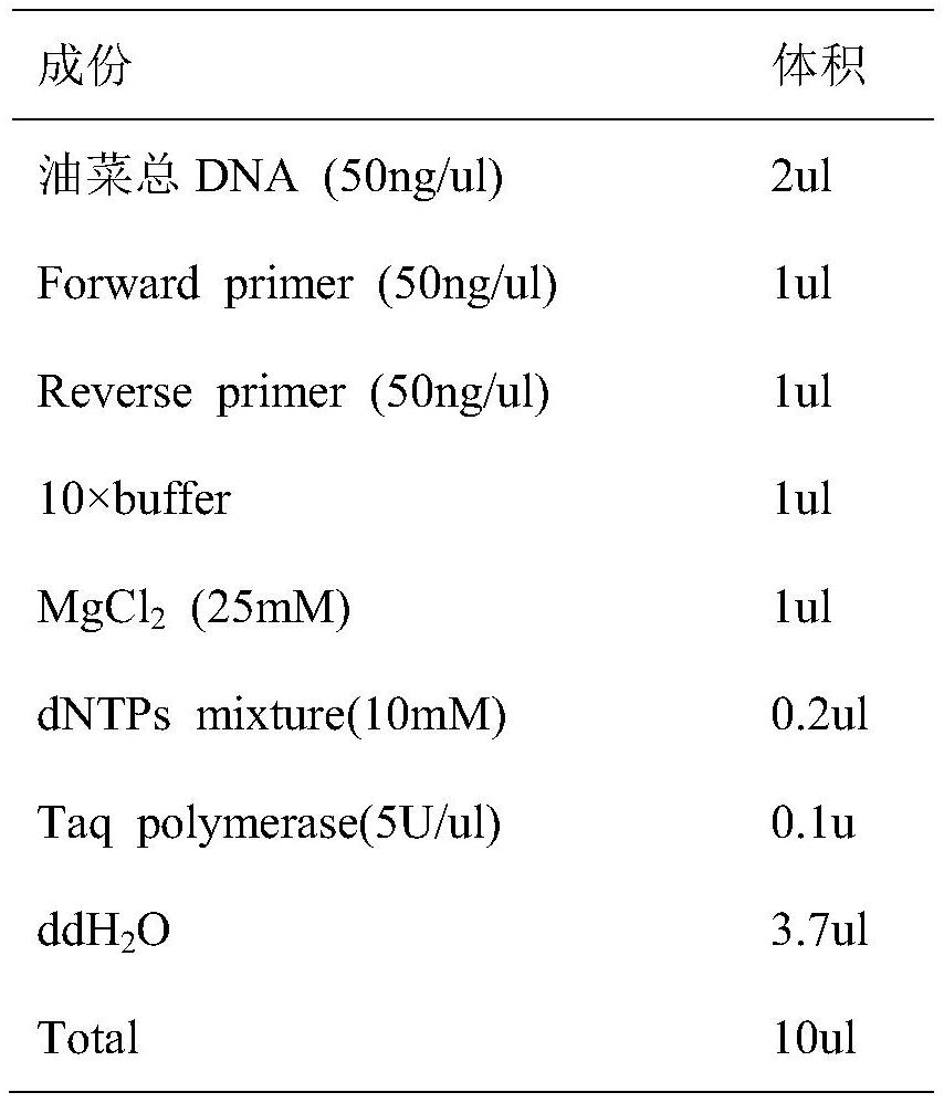A Molecular Marker Primer and Application of the Main Effect Gene Locus of Rapeseed Seeds Per Corner Trait