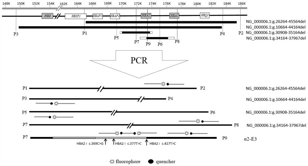 Fluorescent PCR detection method for simultaneously detecting deletion mutation and point mutation of genes by single tube