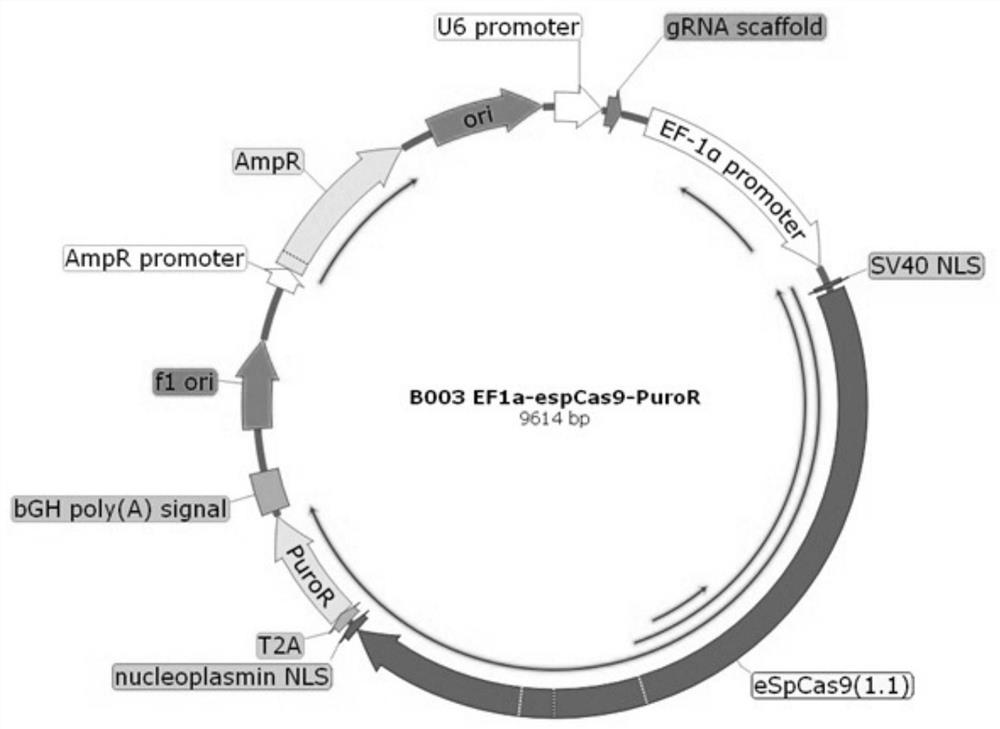Human iPS cell gene editing and screening method