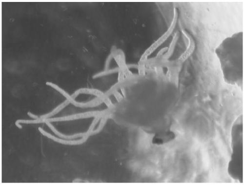 Detection method of marine jellyfish polyps by whole-body in situ hybridization