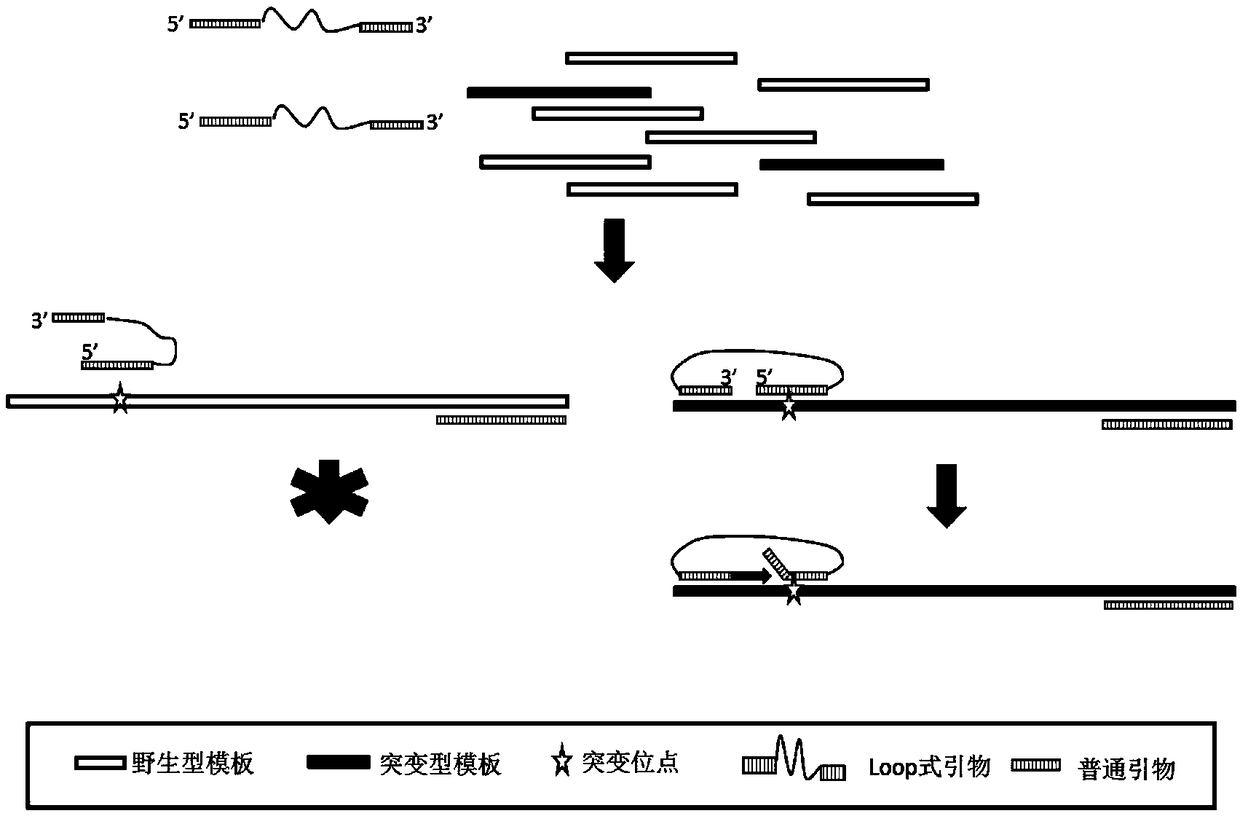 Loop type enrichment detection primer of low-abundance mutation DNA and application thereof