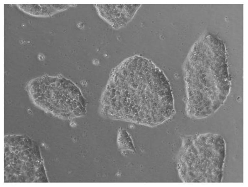 Feeder-layer-free culture method for cynomolgus monkey stem cells