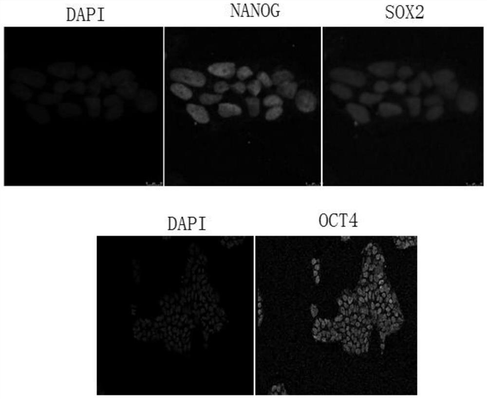 Feeder-layer-free culture method for cynomolgus monkey stem cells