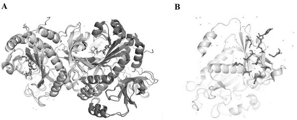 A kind of glutamine synthetase mutant and its application