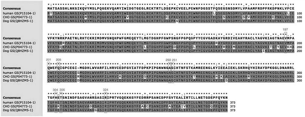 A kind of glutamine synthetase mutant and its application