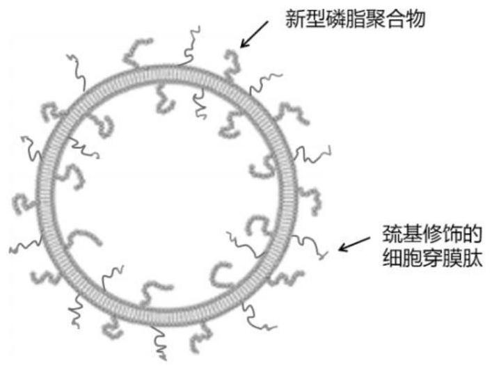 Cell-penetrating peptide/phospholipid polymer modified liposome emulsion suitable for eye skin as well as preparation and application of cell-penetrating peptide/phospholipid polymer modified liposome emulsion