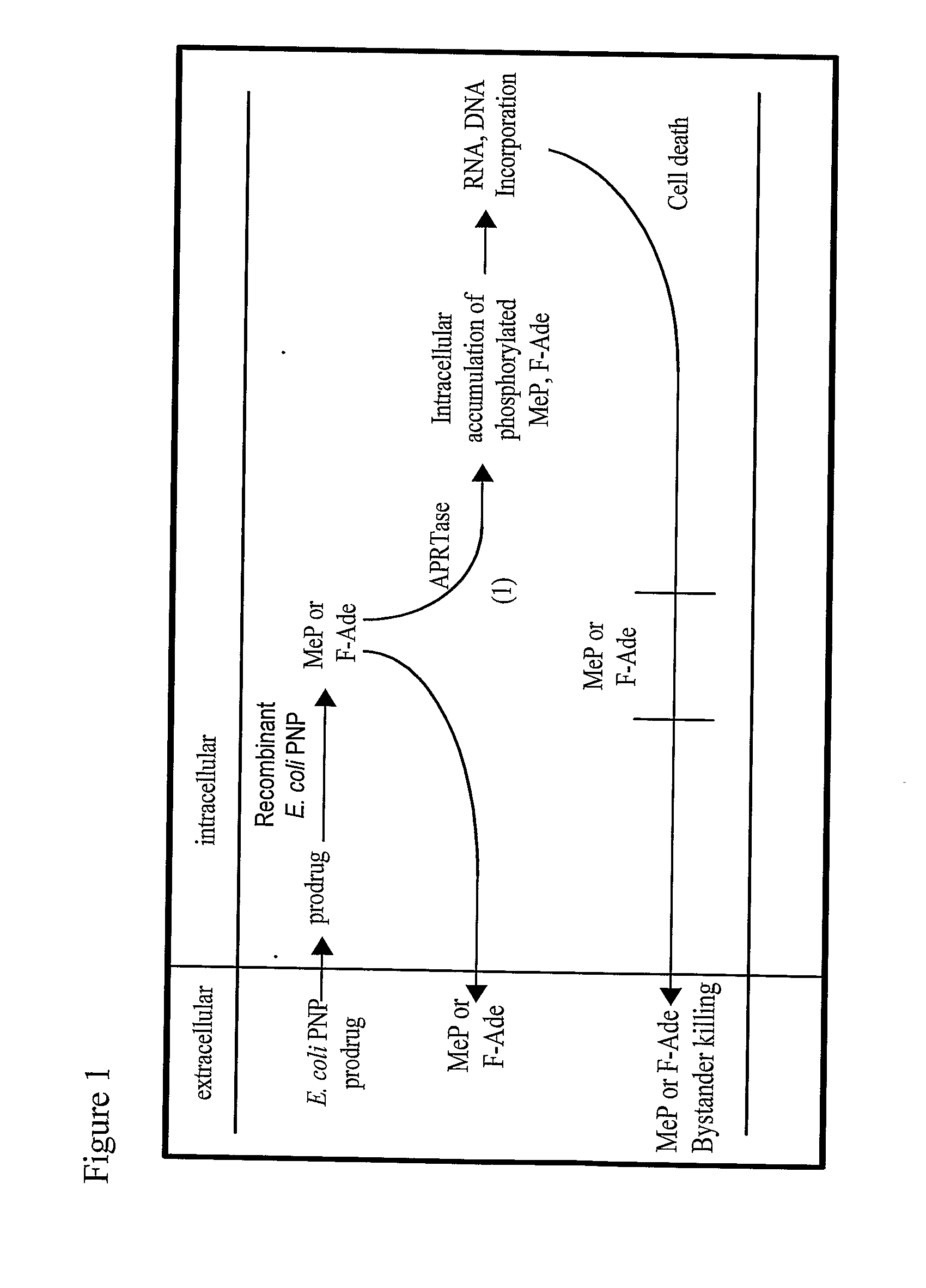 Anti-tumoral compositions methods