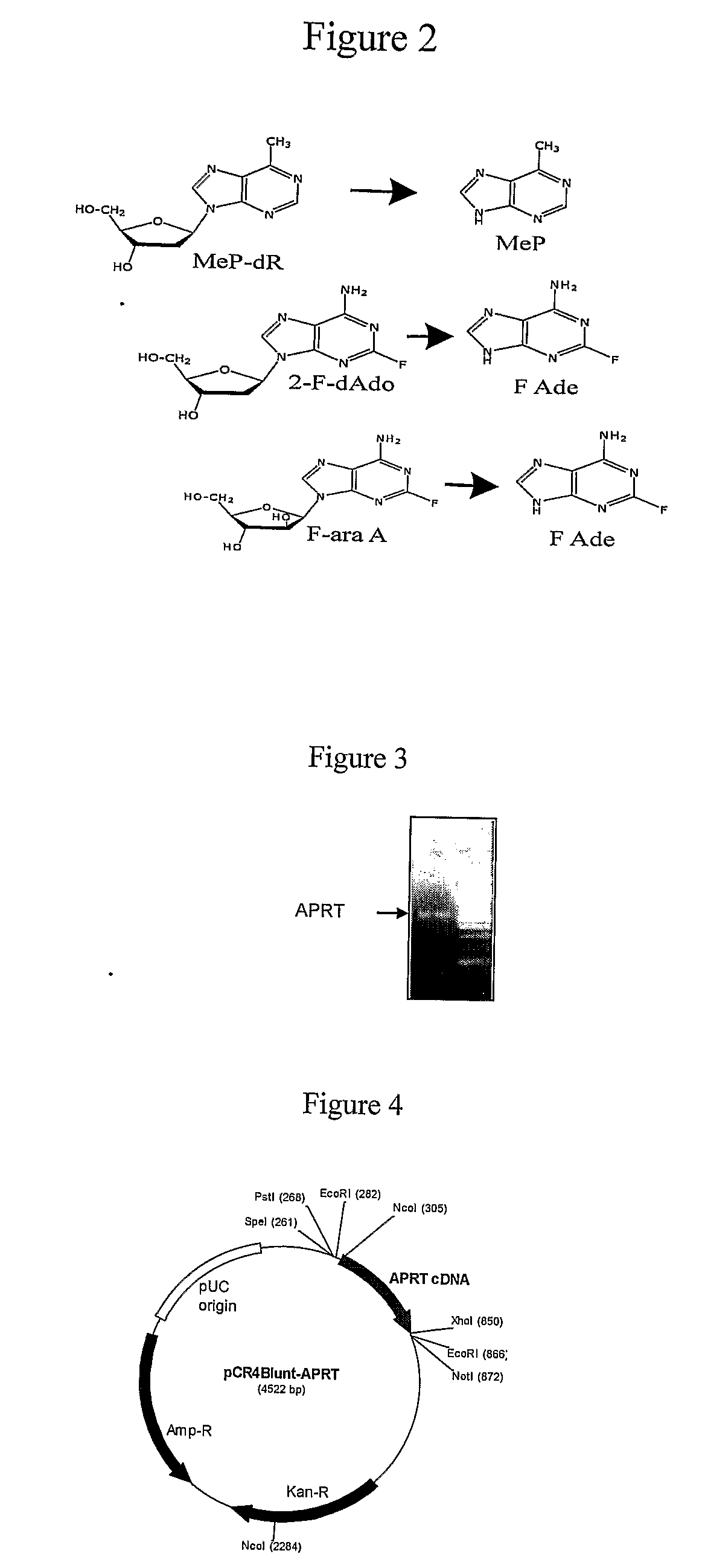 Anti-tumoral compositions methods