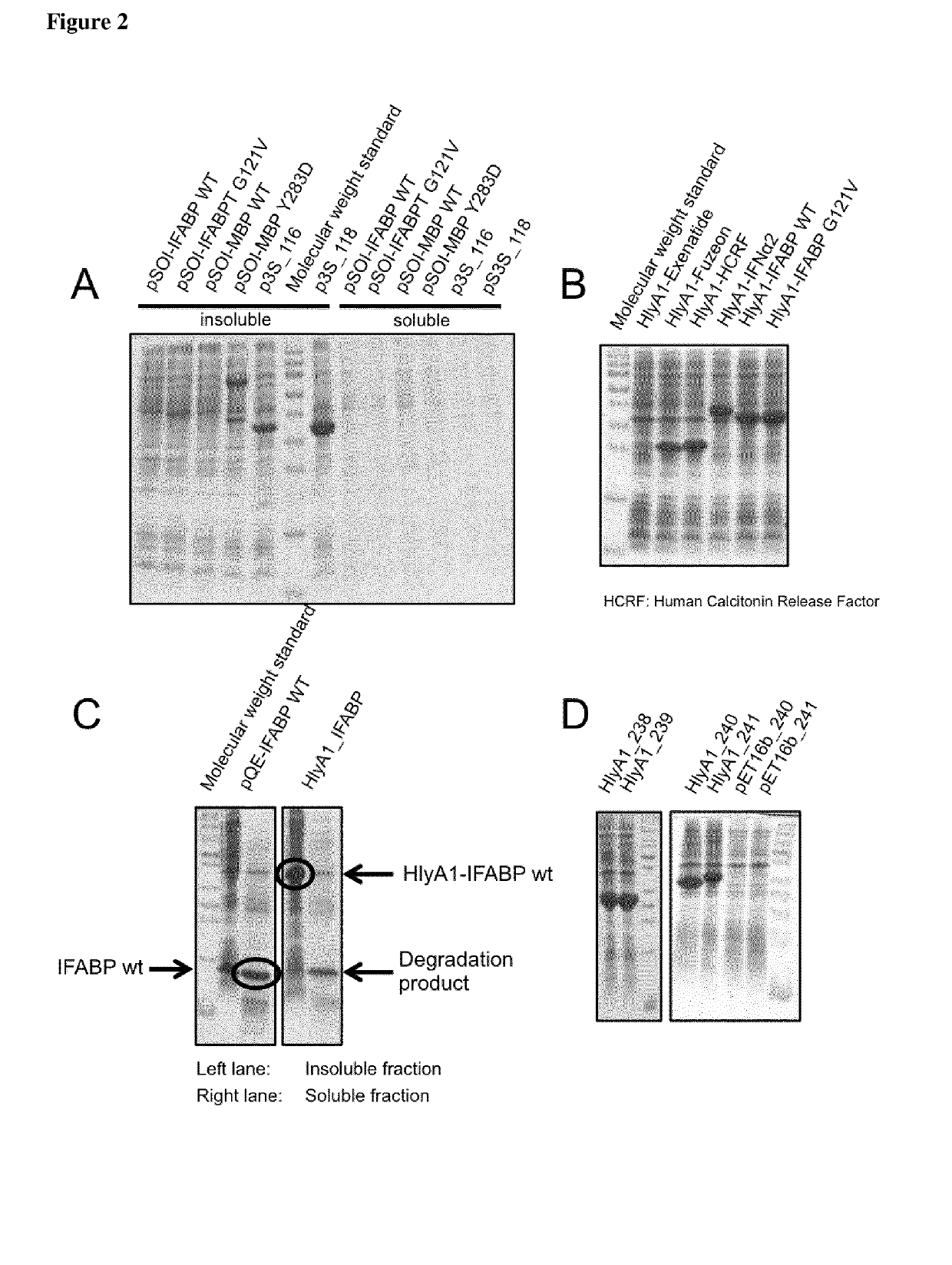 Methods for the expression of peptides and proteins