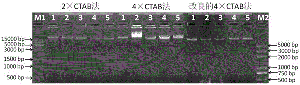 Improved method for extracting total DNA (deoxyribonucleic acid) from polysaccharide and polyphenol plant Rhododendron lapponicum