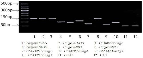 Application of cl5547.contig2 gene as an internal reference gene in real-time fluorescent quantitative PCR analysis of pumpkin gene expression