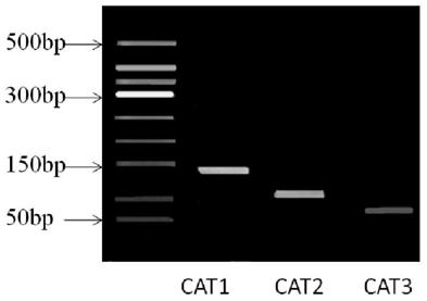 Application of cl5547.contig2 gene as an internal reference gene in real-time fluorescent quantitative PCR analysis of pumpkin gene expression