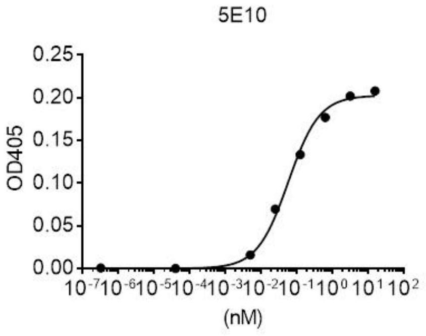Specific antibody of novel coronavirus S protein as well as preparation method and application thereof