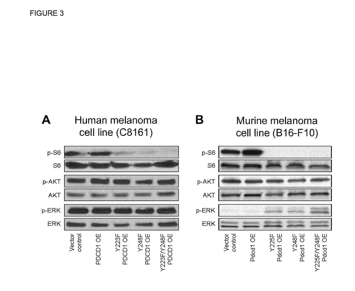 Programmed cell death (pd-1) inhibitor therapy for patients with pd-1-expressing cancers