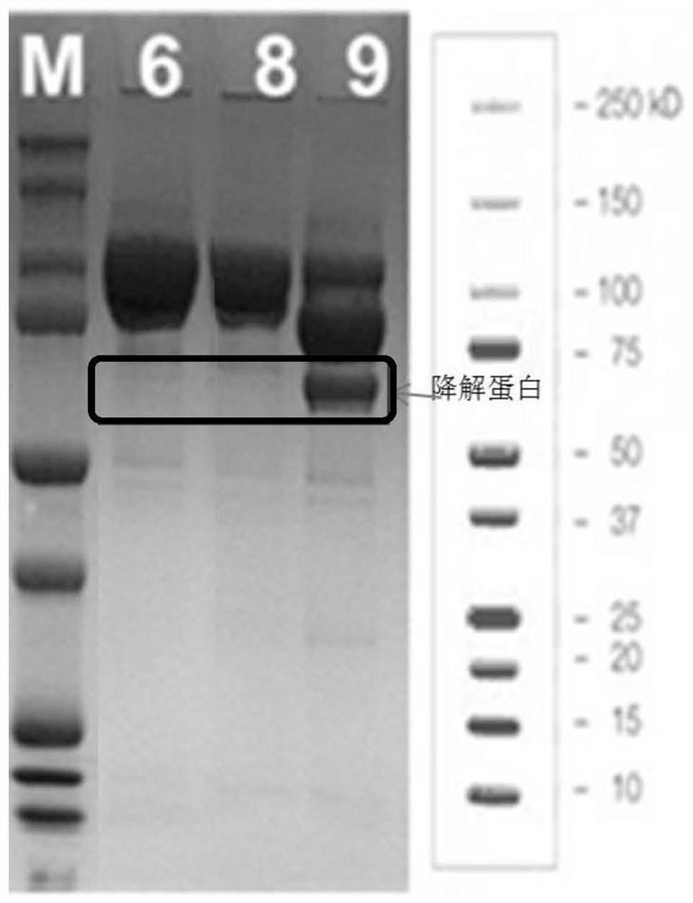 fgf21 fusion protein and methods for inhibiting its degradation