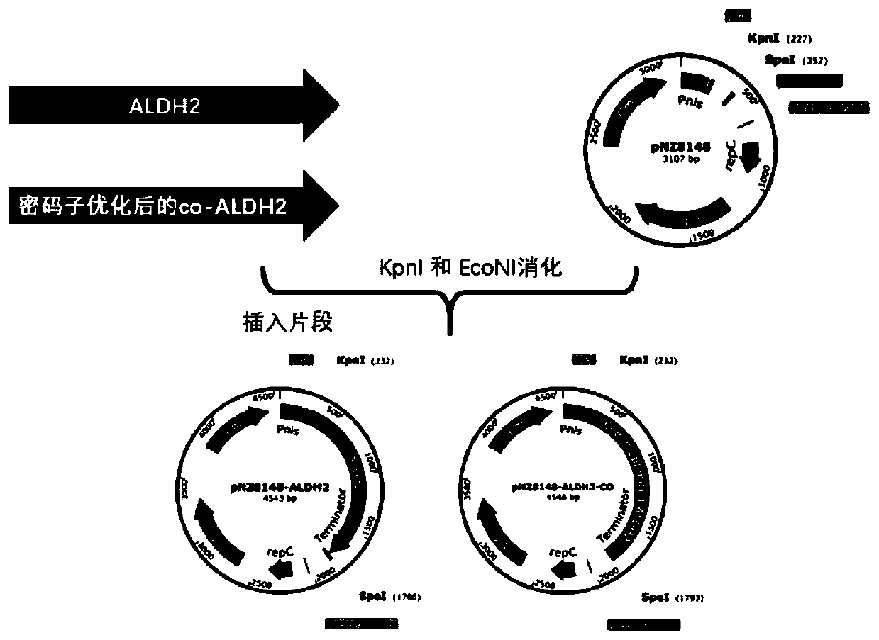 Acetaldehyde dehydrogenase recombinant gene as well as lactic acid bacteria vector and application thereof
