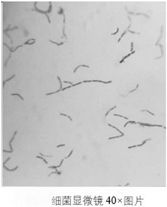 Bovine-derived bacillus cereus and application thereof