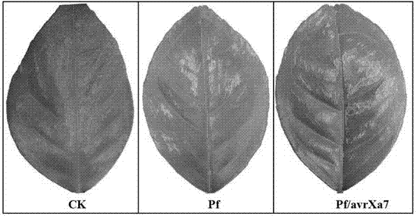 Application of TALE protein AvrXa7 in prevention and control of citrus bacterial canker disease