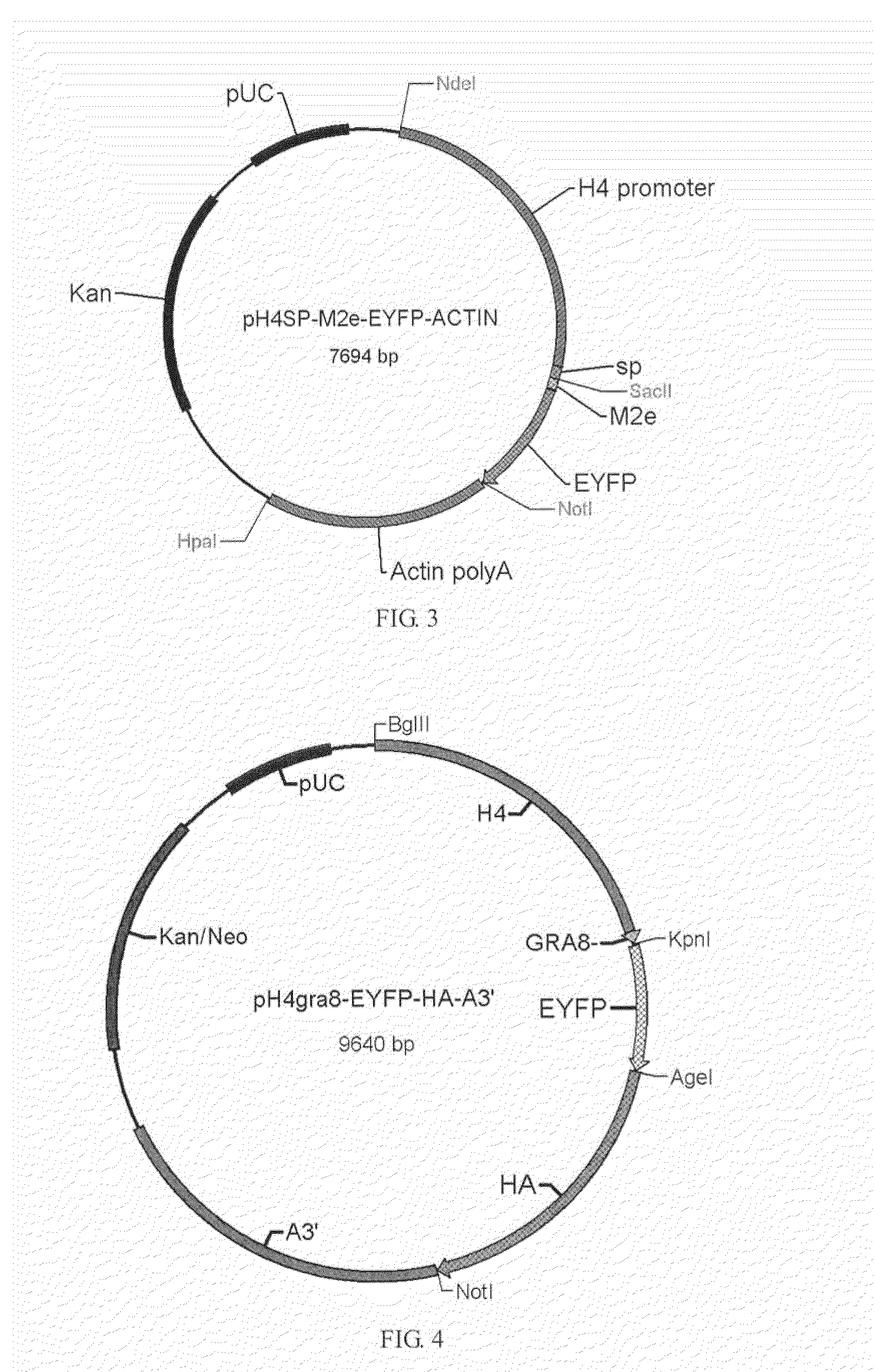 Use of coccidian