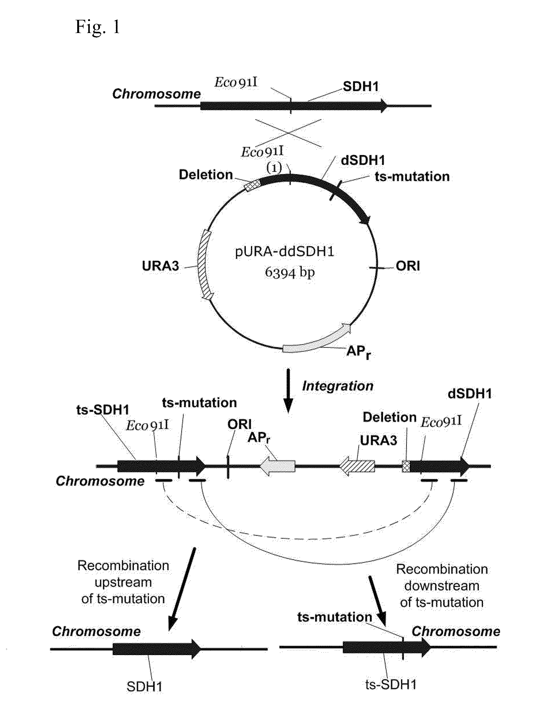 Method for producing succinic acid using a yeast belonging to the genus <i>Yarrowia</i>