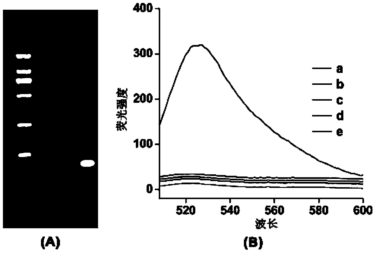 Non-enzymatic SNP detection method based on DNA self-assembly