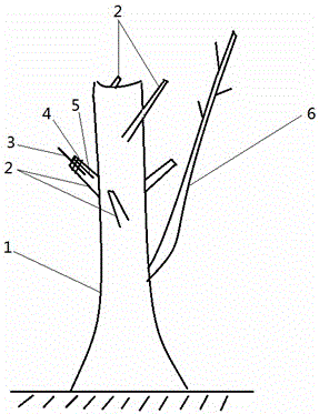 A kind of grafting method of iron walnut tree