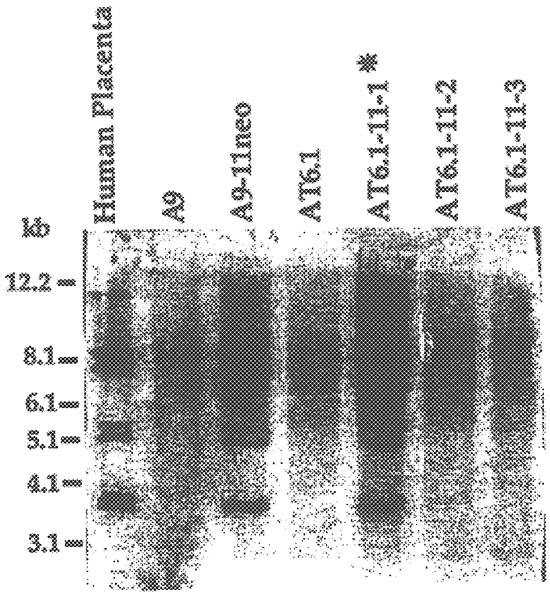 Diagnostic methods and gene therapy using reagents derived from the human metastasis suppressor gene KAI1