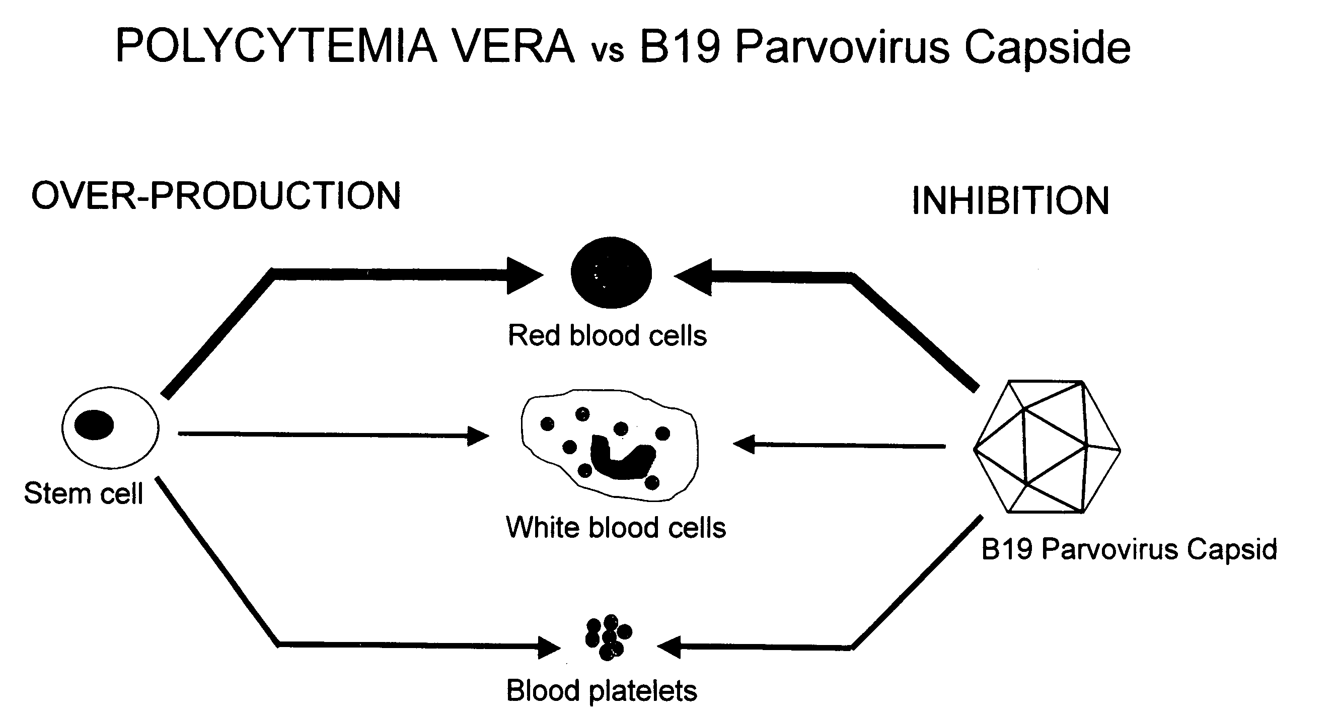 Use of parvovirus capsid particles in the inhibition of cell proliferation and migration