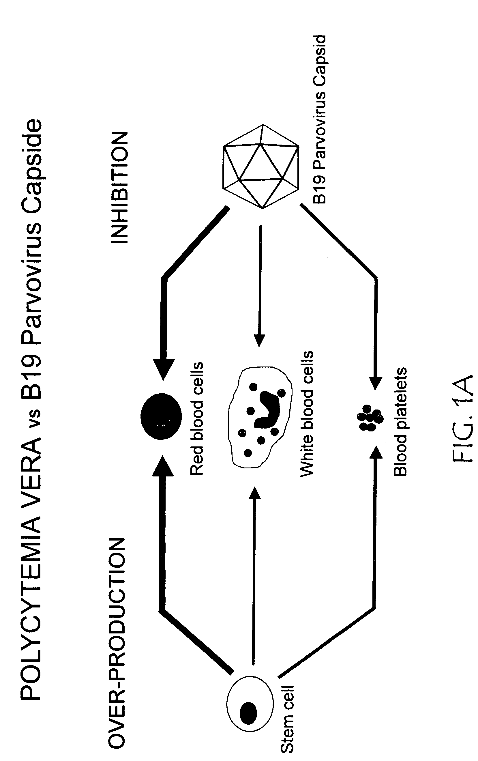 Use of parvovirus capsid particles in the inhibition of cell proliferation and migration