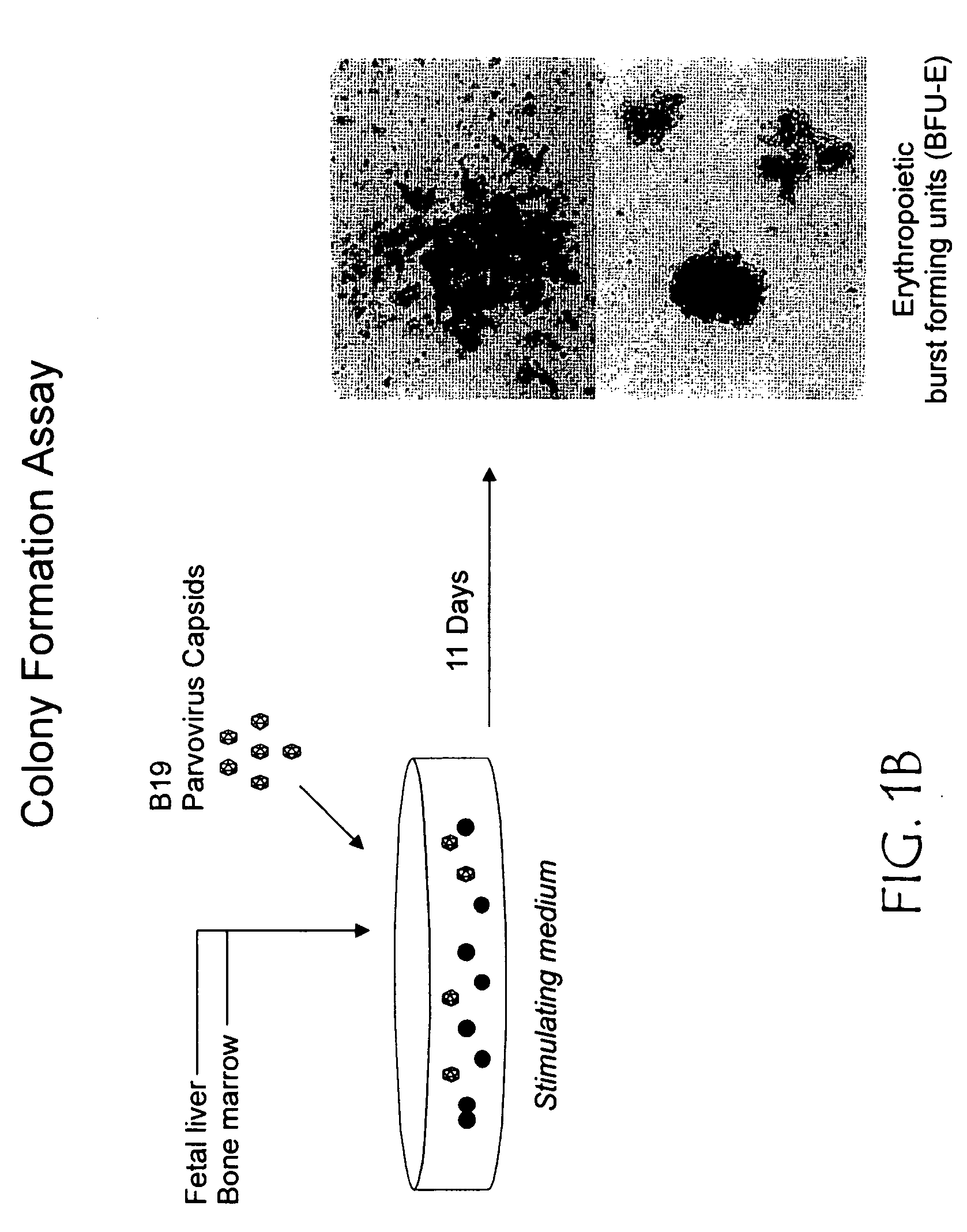 Use of parvovirus capsid particles in the inhibition of cell proliferation and migration