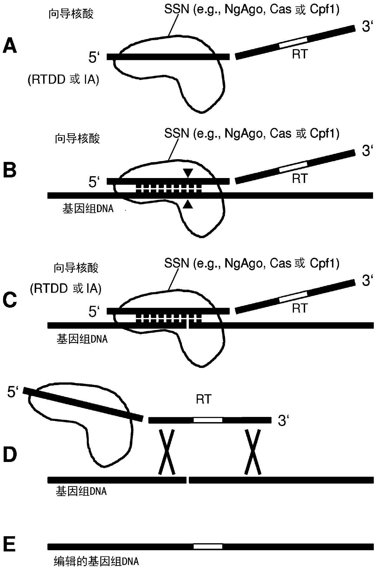 Repair template linkage to endonucleases for genome engineering