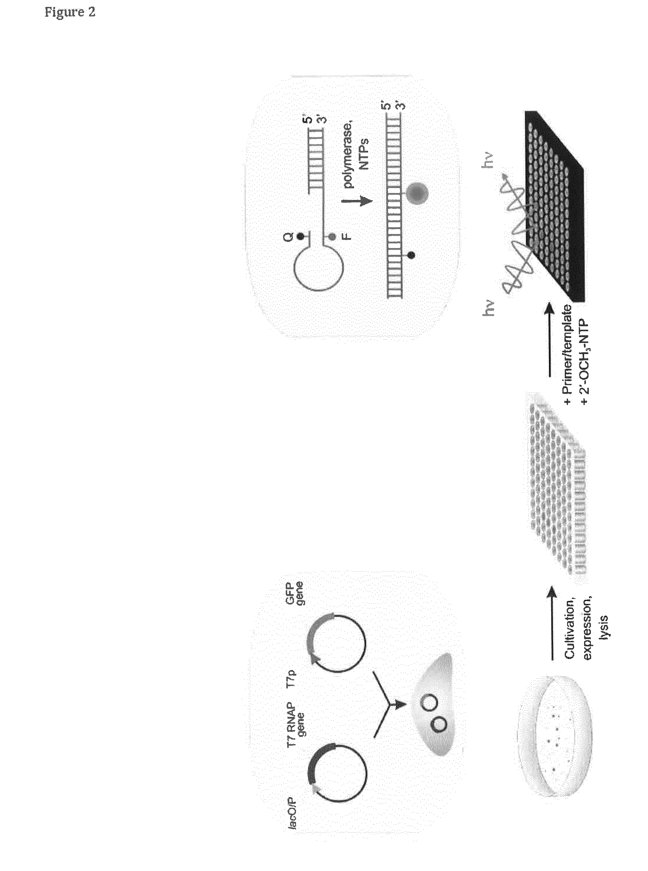 T7 RNA polymerase variants and methods of using the same