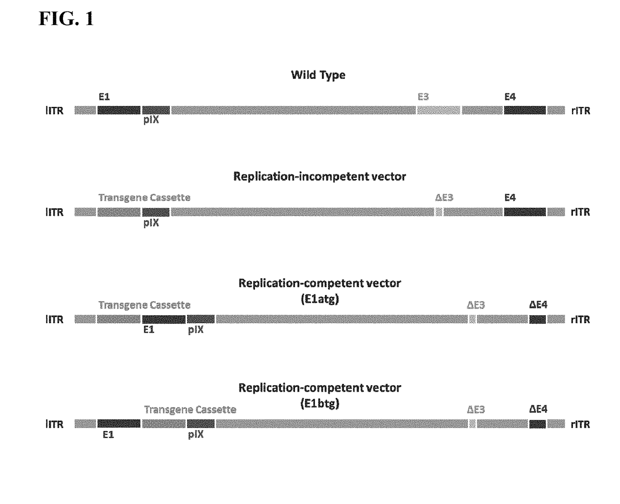 Replicating recombinant adenovirus vectors, compositions, and methods of use thereof