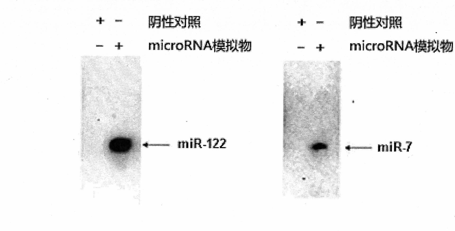 Novel method for screening microRNA (Ribose Nucleic Acid) target genes at high flux