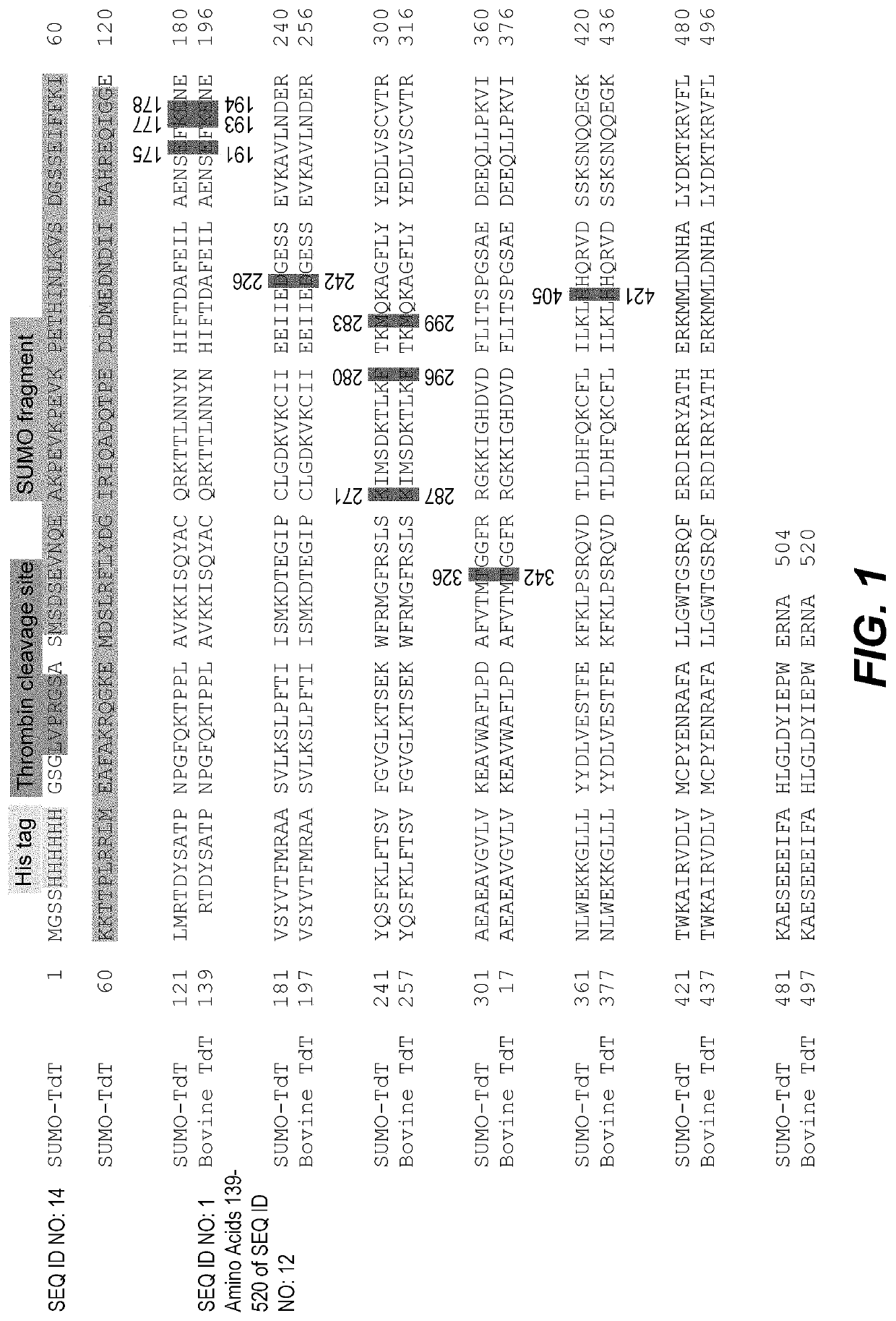 Thermostable terminal deoxynucleotidyl transferase