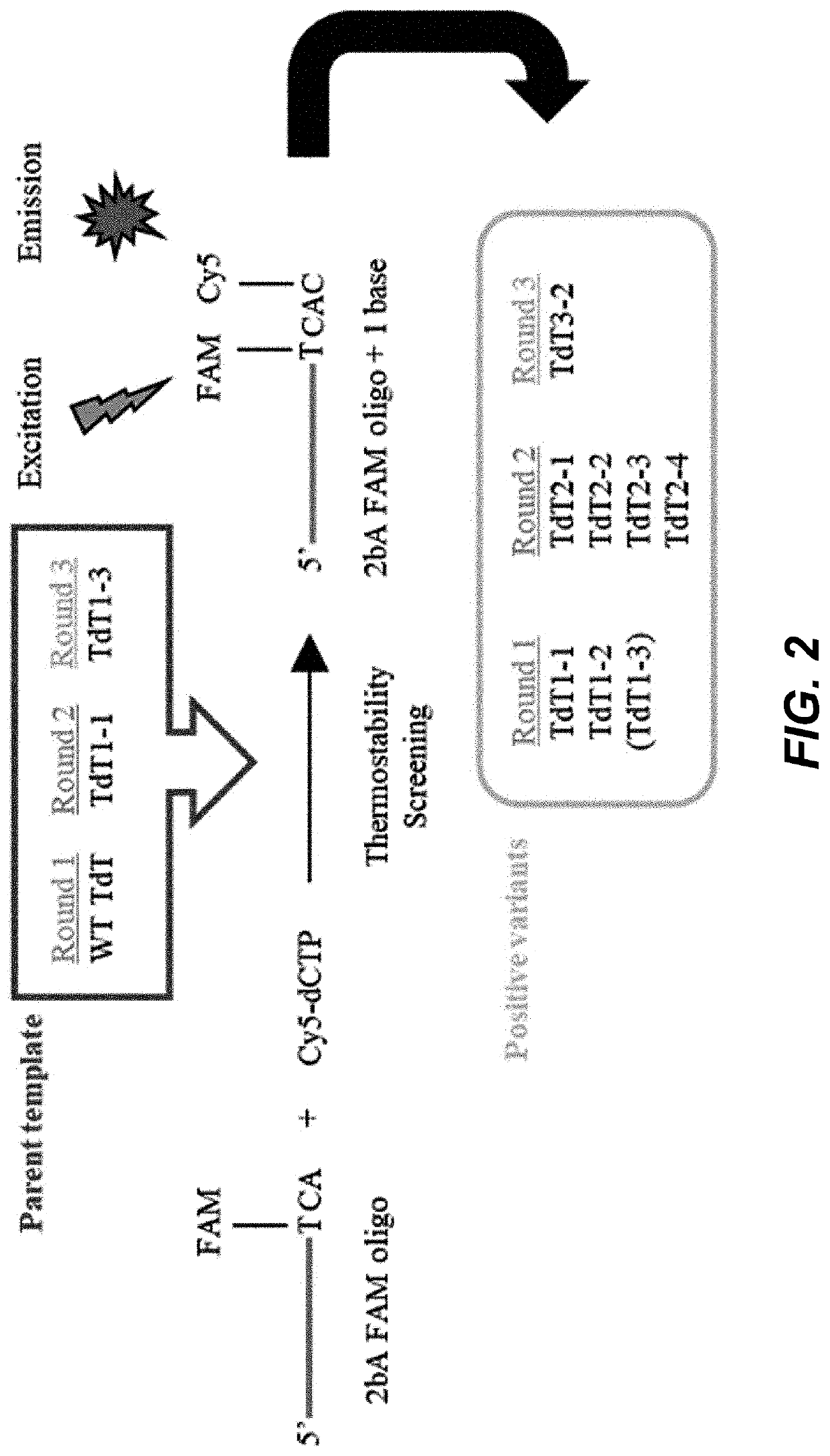 Thermostable terminal deoxynucleotidyl transferase