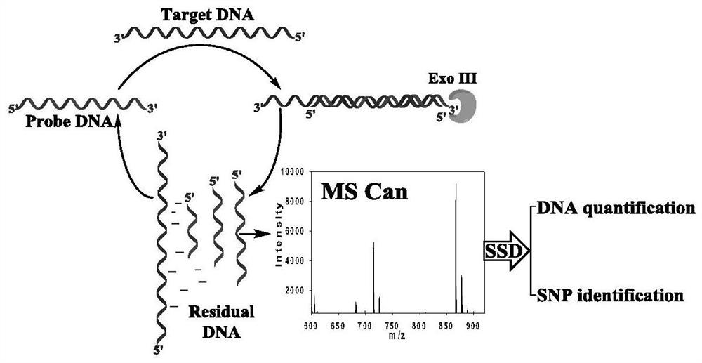 A method for quantitative analysis of label-free DNA mass spectrometry based on exonuclease III-assisted target cyclic amplification