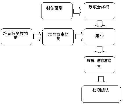 Method for breeding summer truffle root seedling through inoculation of suspension liquid