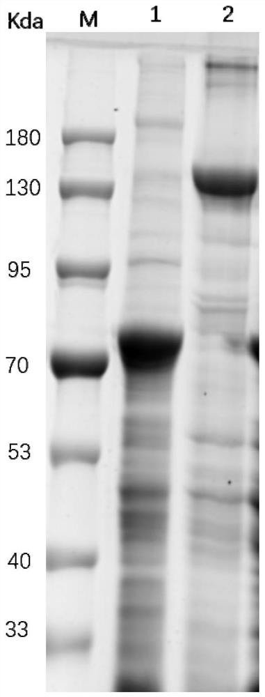 New bacillus strain HSY204 and insecticidal genes and application thereof