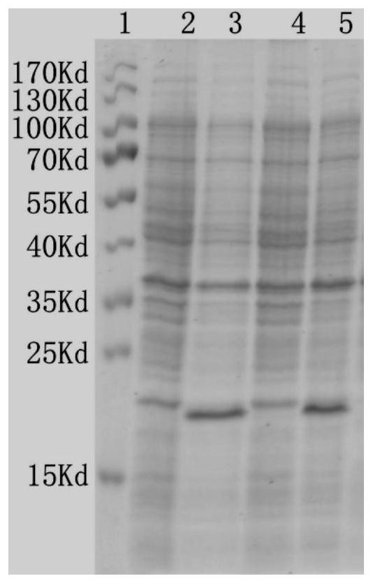 Preparation method of polyclonal antibody capable of marking fish germline stem cells