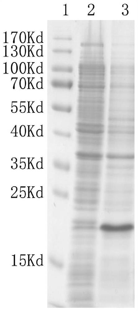 Preparation method of polyclonal antibody capable of marking fish germline stem cells