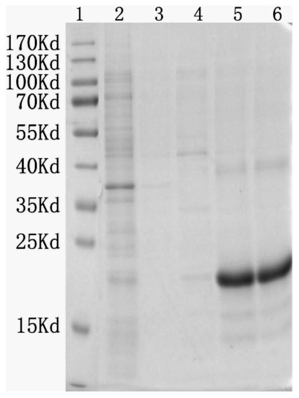 Preparation method of polyclonal antibody capable of marking fish germline stem cells