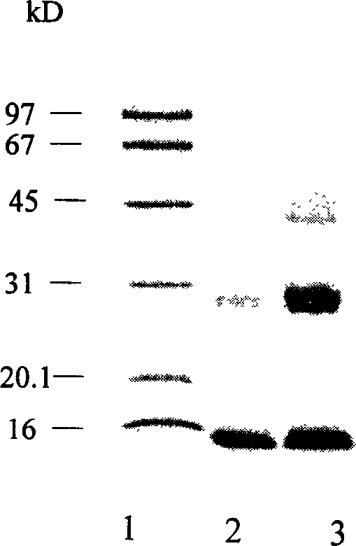 Protein cross linking agent and method therefor